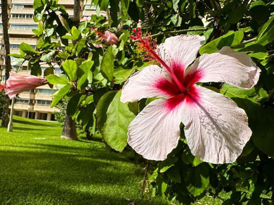 Apto. Tobago, Vistas Y Urbanizacion De Ensueno El Campello Exteriér fotografie
